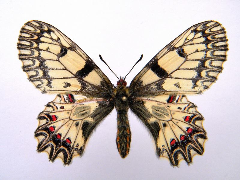 Zerynthia polyxena (coldshock maybe)3 (Internet Image property of respective owner, non-commercial use only)